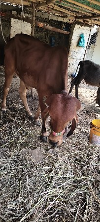 ઓરિજનલ ગીર વાંસડી સે