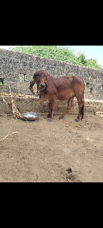 હોડકી વૈસવા ની વૈસવાની સૈ