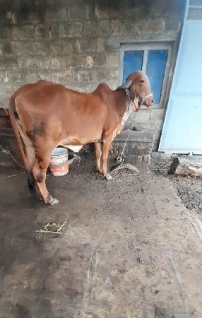 ગીર ગાય વેચવાની છે