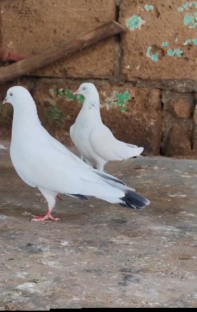 kalduma jodi