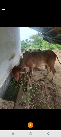 ગાય વેચવાની છે