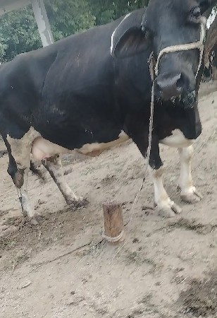 ગાય વેચવા ની સે