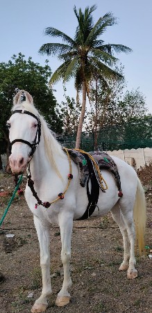 ઘોડી વેચવાની છે
