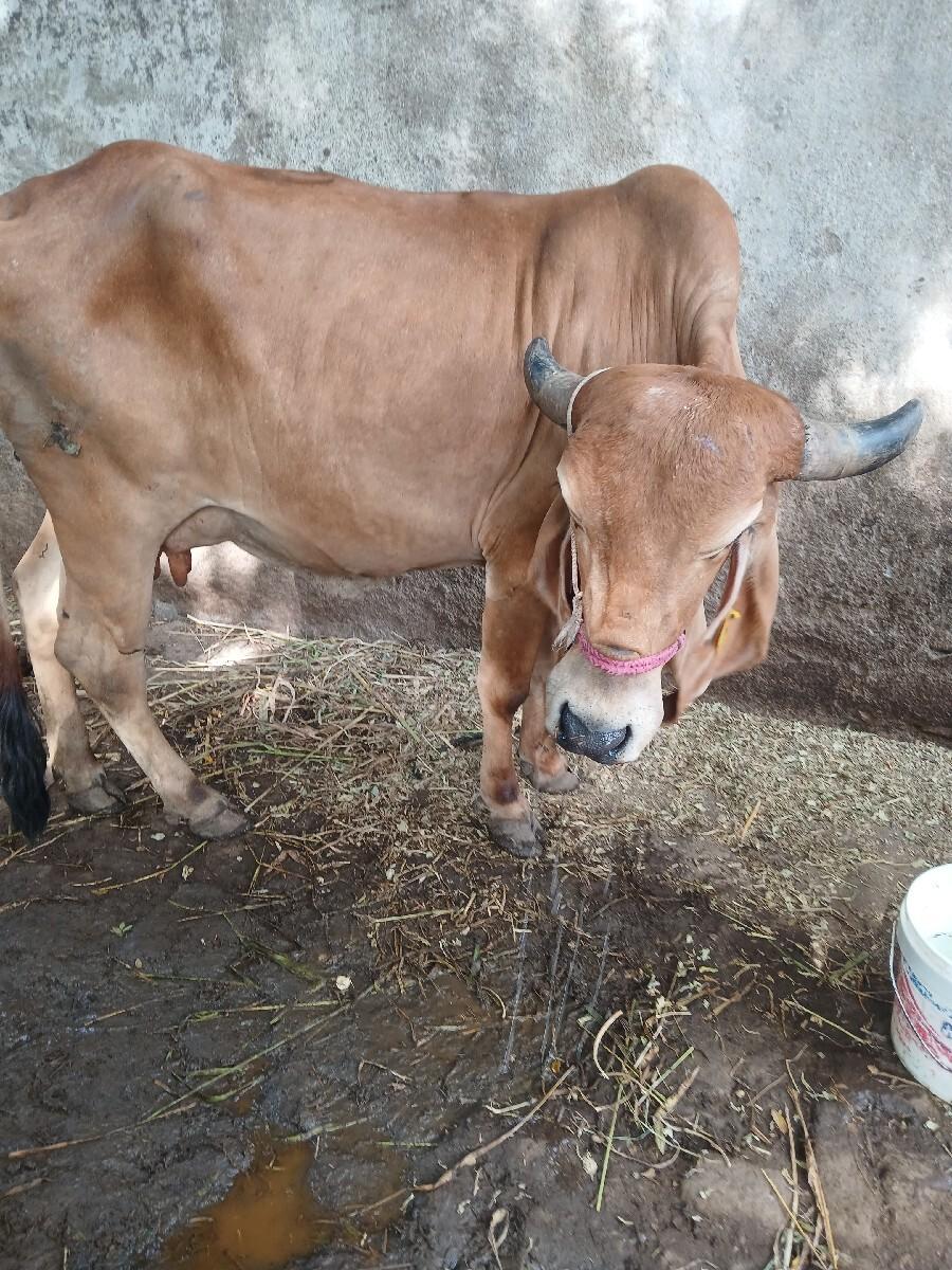 ગાય