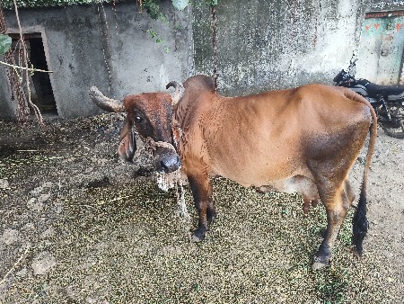 ગાય વેસવાની છે.