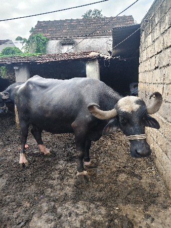 2 ભેંસ વેચવાની છે