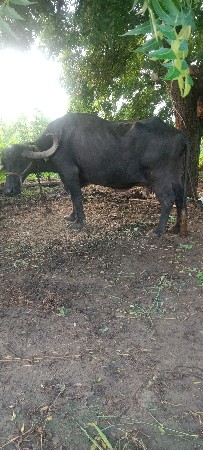 ભેંસ વેચવાની છે