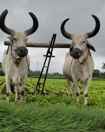 બળદ વેચવાના સે