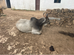 બળદ વેચવાના છે