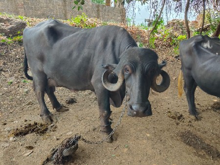 ભેંશ વેચવાની છે