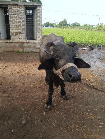 2વેતર