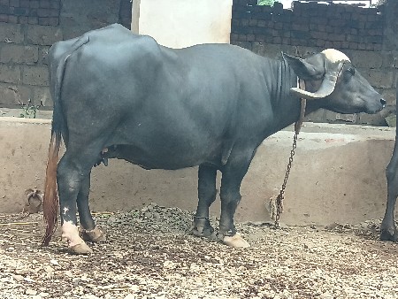 દોઢ મયનાની 
વાર છે