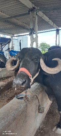 ભેંસ વેચવાની છે
