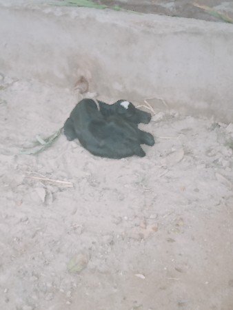 2  દીવશની  વેણલ