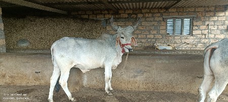 godhla