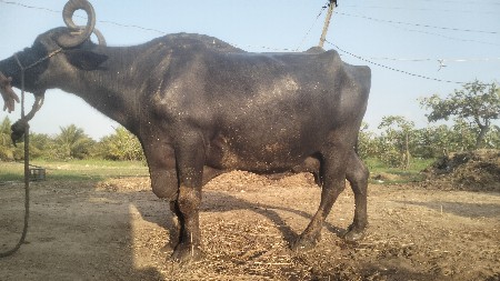 ભેંસ વેચવાની છે તો