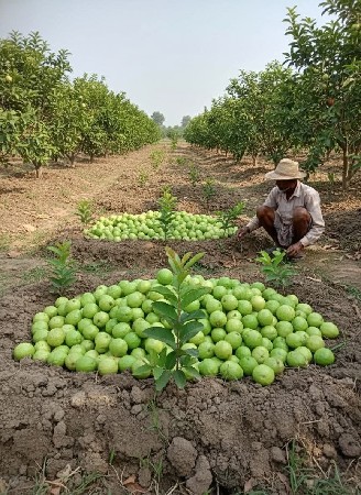 જાર્વી રેડ ડાયમંડ જામફળ