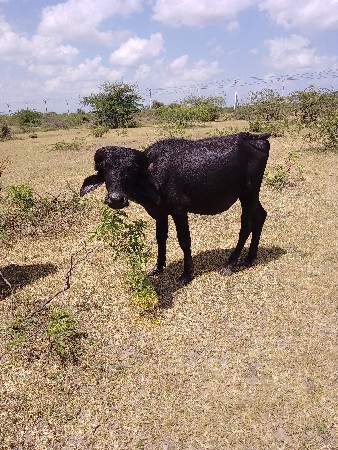 ખળેલા વેચવાના છે