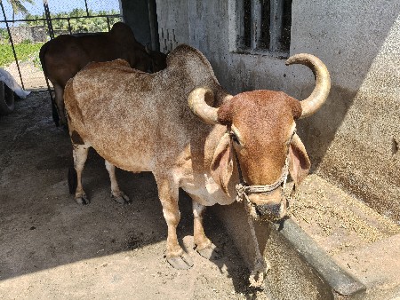 બળદ વેચવાના છે