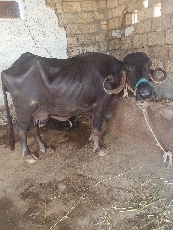 ભેશ વેશવાનીછે