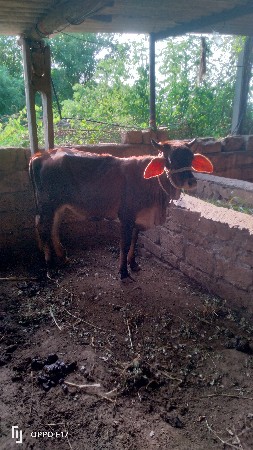 ગીર ક્રોસ વાસડી