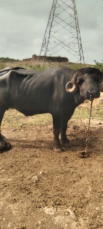 આ પાડો વેસવાનો છે