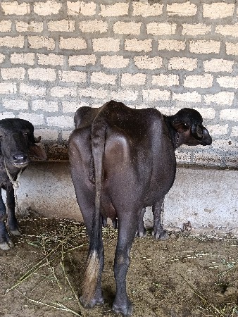 ભેંસ પેલું વેધર
