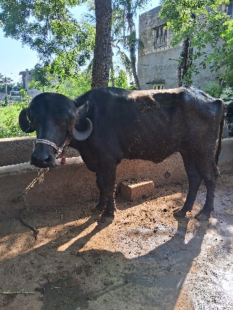 ખડેલી વેચવાની