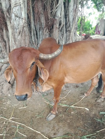 ગાય વેચવાની છે