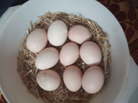 aseel egg