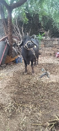 બીજા વેતરની ખડેલી વેચવાની છે