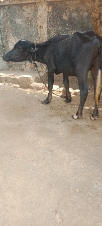 પાડી વેચવાની છે