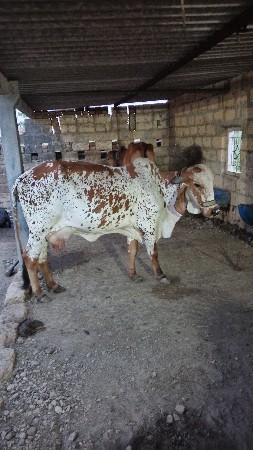 વેચવાની છે