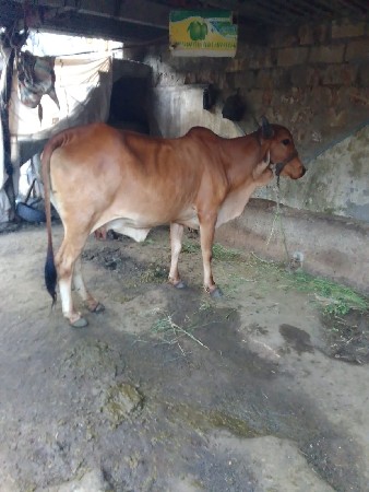હોડકી વેચવાની છે