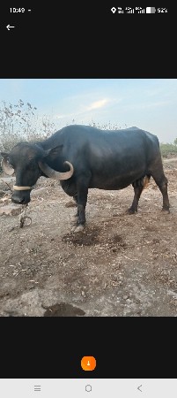 ભેસ વેચવાની છે. ત્રીજું વેતરવીયાસે