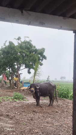 ભેંશ વેચવાની છે
