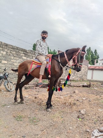 ધોડી