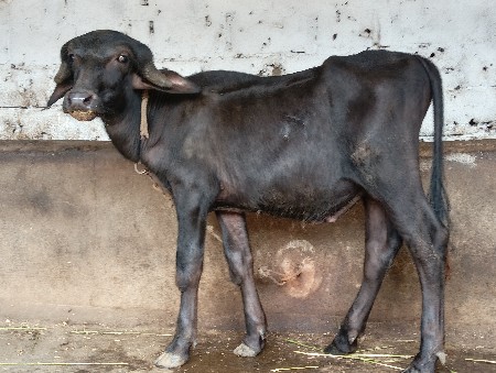 પાડો વેચવાનો છે