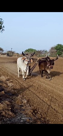 કપલીચાલુસાવસોજો
આનાજેહોયતોલેવાનોછે