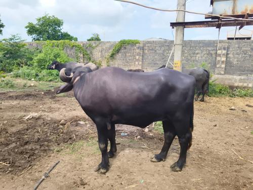 ખડેલી વેચવાની છે