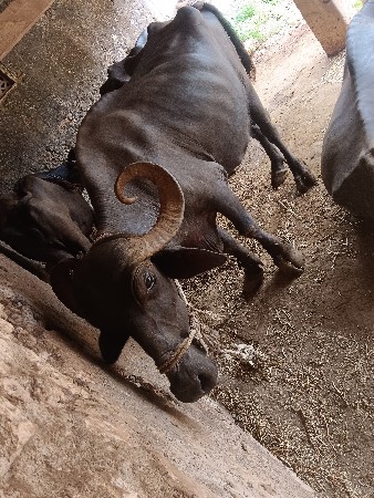 આ ભેંસ વેચવાની છે