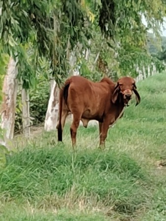 23.5vigha jamin kaniyad