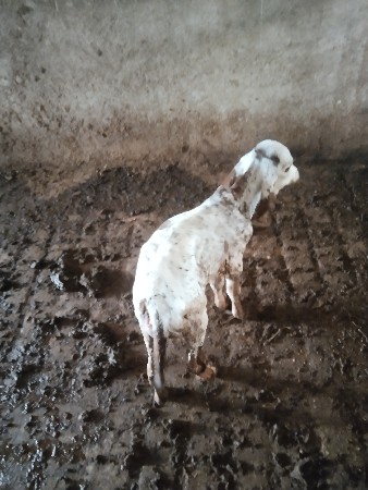 ગાય વેચવાની છે