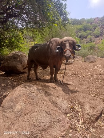 આ પાડો વેચવા નો છે