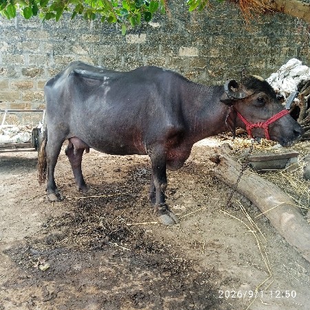 ભેશ વેચવાની છે