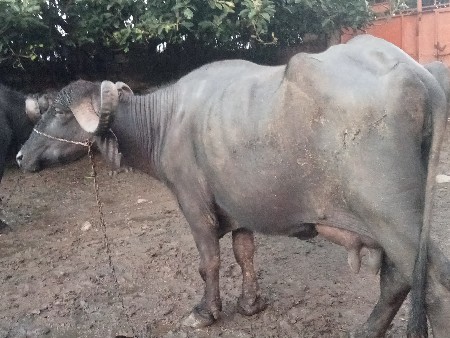 ભેંસ વેચવાની છે
