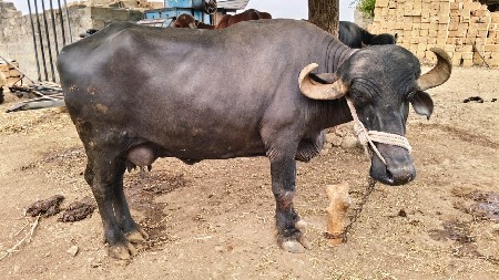 ભેંસ વેચવાની છે