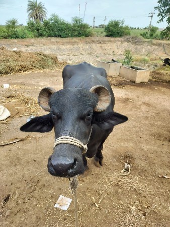 ભેશ વેચવાની છે