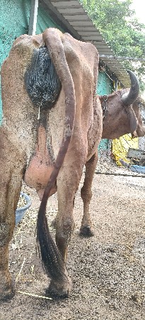 વેચવાની છે