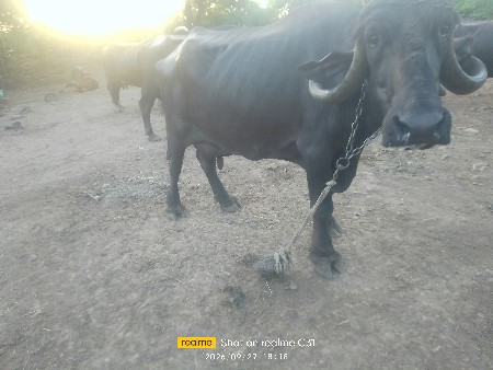 બે ભેંસો વેચવાની છે